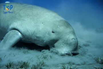 Abu dabab snorkeling trip From Hurghada