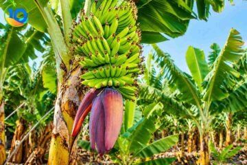 Banana-Island-Tour-In-Luxor