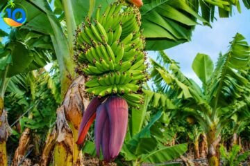 Cairo-Luxor-and-Aswan-Package-Banana-Island.
