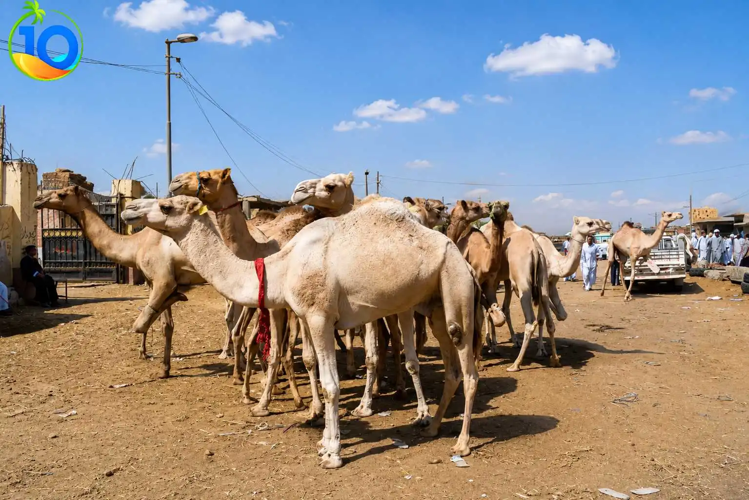 Day Tour to the Camel Market of Birqash