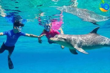 Dolphin-House-Hurghada-Snorkeling-Trip
