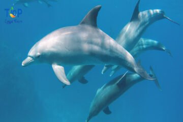 Dolphin house snorkeling trip in Hurghada