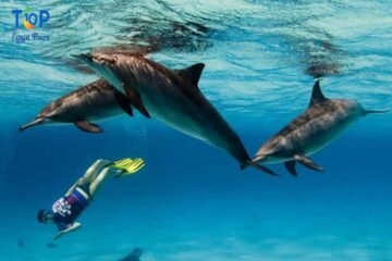 Dolphin House Trip in Marsa Alam