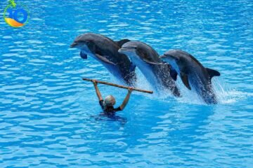 Dolphin-Show-Hurghada-Egypt-Tours