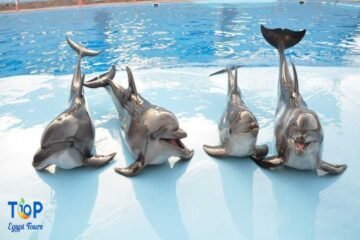 Dolphin Show - Hurghada, Egypt Tours