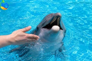 Dolphin-Show-In-Sharm-El-Sheikh