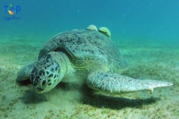 Marsa Alam Snorkeling Trip from Portghalib