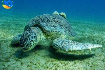 Marsa-Moubarak-Snorkeling-Trip-from-Port-Ghalib
