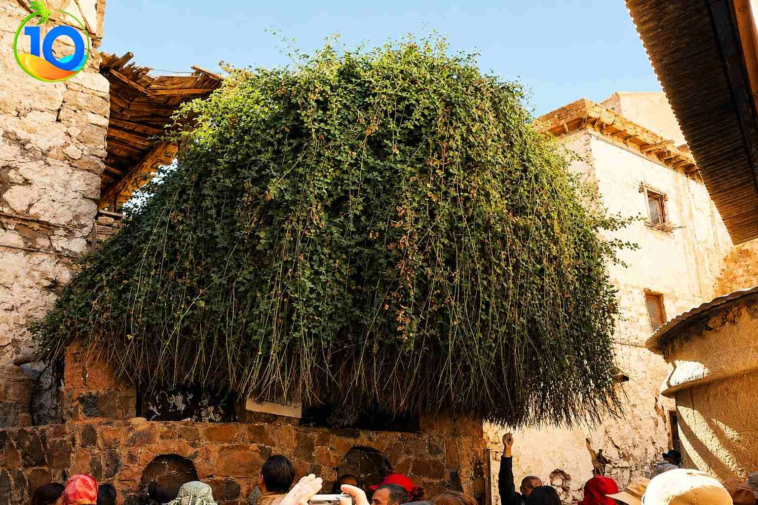 Mount Sinai and St. Catherine’s Monastery Tour from Sharm El Sheikh