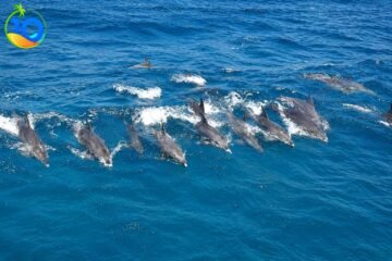 The-Dolphins-at-Sataya-Reef-Marsa-Alam