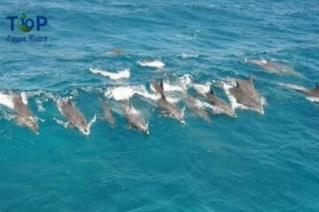 Swim With the Dolphins at Sataya Reef in Marsa Alam