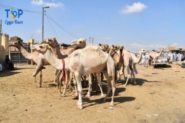 camel Market of Birqash Cairo Tour