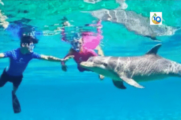 Dolphin House Hurghada Snorkeling Trip – swimming with dolphins in Red Sea