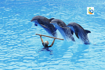Dolphin Show Hurghada, Egypt Tours