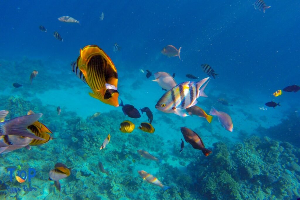 Marine Life in The Red Sea