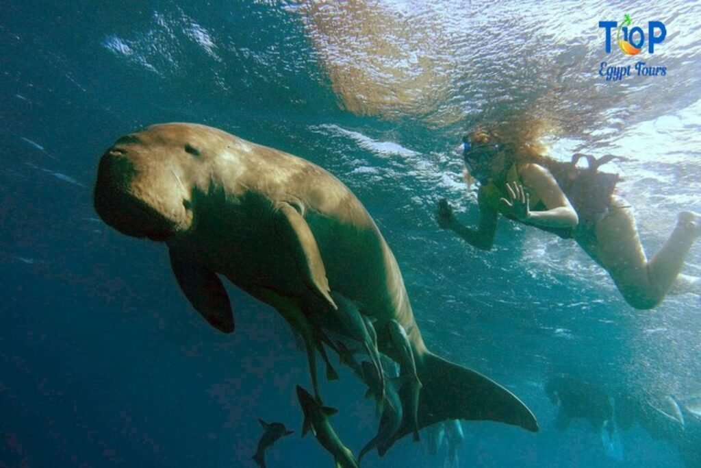 Snorkeling in Marsa Alam