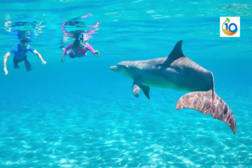 Dolphin House Snorkeling Marsa Alam