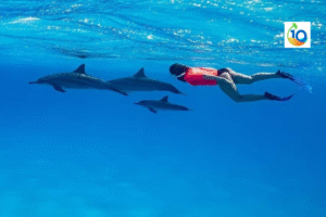 Dolphin House Snorkeling