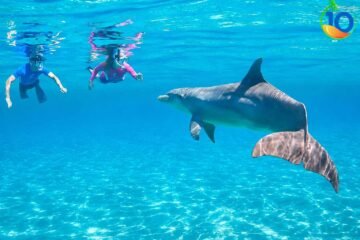 Dolphin-House-Snorkeling-Marsa-Alam