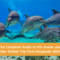 Dolphin House Marsa Alam Trips