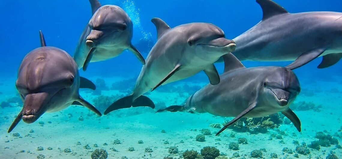 Dolphin-House-Marsa-Alam-Trips